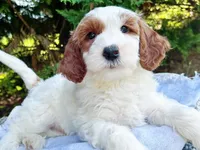 MiniHealthTestedYellowBoy, a male Miniature Goldendoodle for sale in Candler, NC – Photo 3 of 7