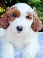 MiniHealthTestedYellowBoy, a male Miniature Goldendoodle for sale in Candler, NC – Photo 6 of 7
