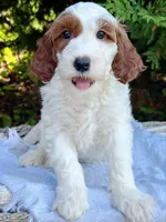 MiniHealthTestedYellowBoy, a male Miniature Goldendoodle for sale in Candler, NC – Photo 7 of 7