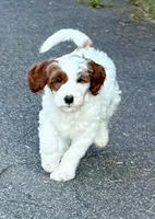 MiniHealthTestedYellowBoy, a male Miniature Goldendoodle for sale in Candler, NC – Photo 2 of 7