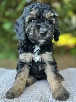Maddox-Petite- OFA&GeneticParents, a male Miniature Goldendoodle for sale in Candler, NC – 2 of 2