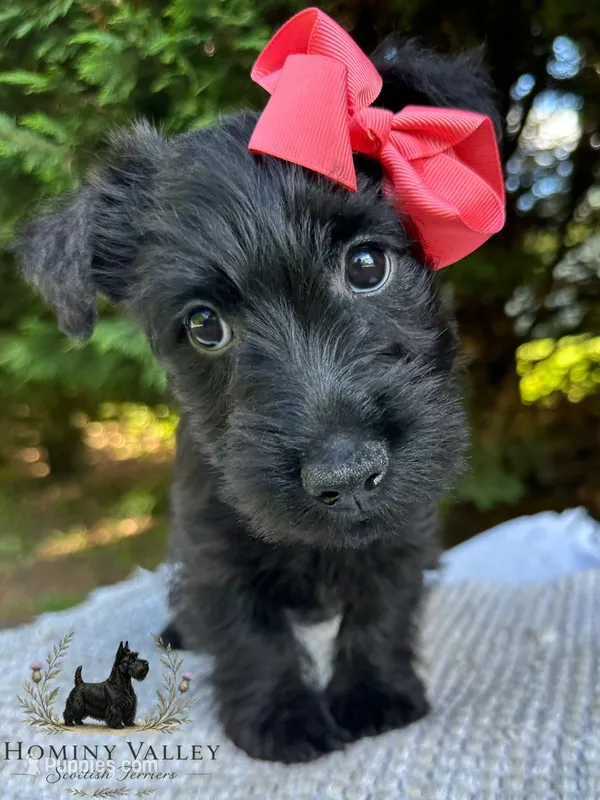 Lottie – Scottish Terrier puppy for sale in Candler, NC