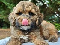 Moose-Petite-OFA&GeneticParents, a male Miniature Goldendoodle for sale in Candler, NC – 3 of 3