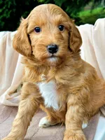 Skip, a male Miniature Goldendoodle for sale in Candler, NC – Photo 2 of 3
