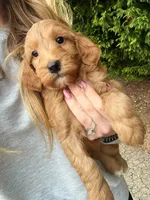 Skip, a male Miniature Goldendoodle for sale in Candler, NC – Photo 3 of 3