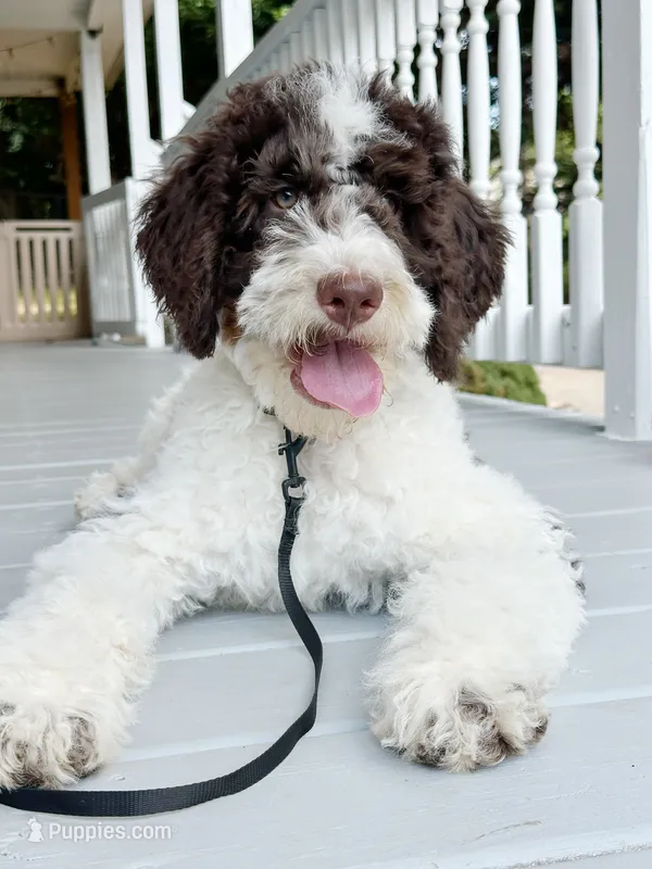 🎣 Huckleberry 🎣 TRAINED-OFA&GenTestedParents – Goldendoodle puppy for sale in Candler, NC