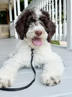🎣 Huckleberry 🎣 TRAINED-OFA&GenTestedParents, a male Goldendoodle for sale in Candler, NC – 1 of 6
