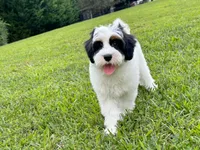 Maple-Petite-OFA&GeneticParents, a female Miniature Goldendoodle for sale in Candler, NC – 4 of 8