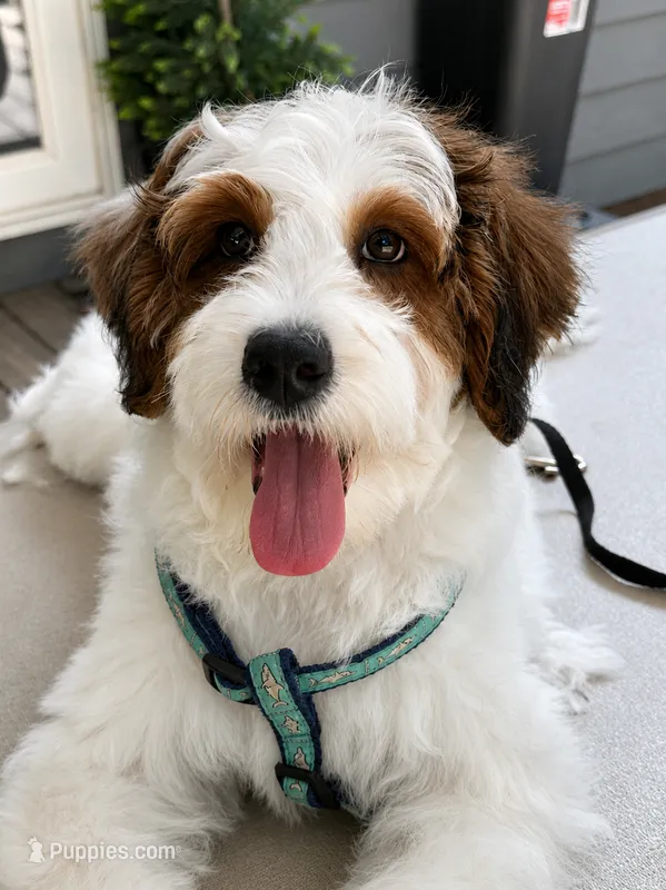 Toby-StartedTraining-MiniOrthopedic&GeneticParents – Golden Mountain Doodle puppy for sale in Candler, NC