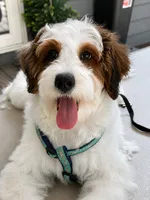Toby-StartedTraining-MiniOrthopedic&GeneticParents, a male Golden Mountain Doodle for sale in Candler, NC – 1 of 7