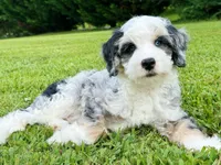 Cabana-Mini-OFA&GenTestedParents, a male Miniature Bernedoodle for sale in Candler, NC – 8 of 8