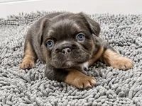 FluffyBlue&Tan, a male French Bulldog for sale in Candler, NC – 1 of 4