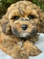 Moose-Petite-OFA&GeneticParents, a male Miniature Goldendoodle for sale in Candler, NC – 2 of 3