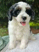 Reef-Mini/Petite w OFA/GenTestedParents, a male Miniature Bernedoodle for sale in Candler, NC – 3 of 5