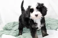 Brystol-PetiteOFAparents, a female Miniature Bernedoodle for sale in Candler, NC – Photo 2 of 5