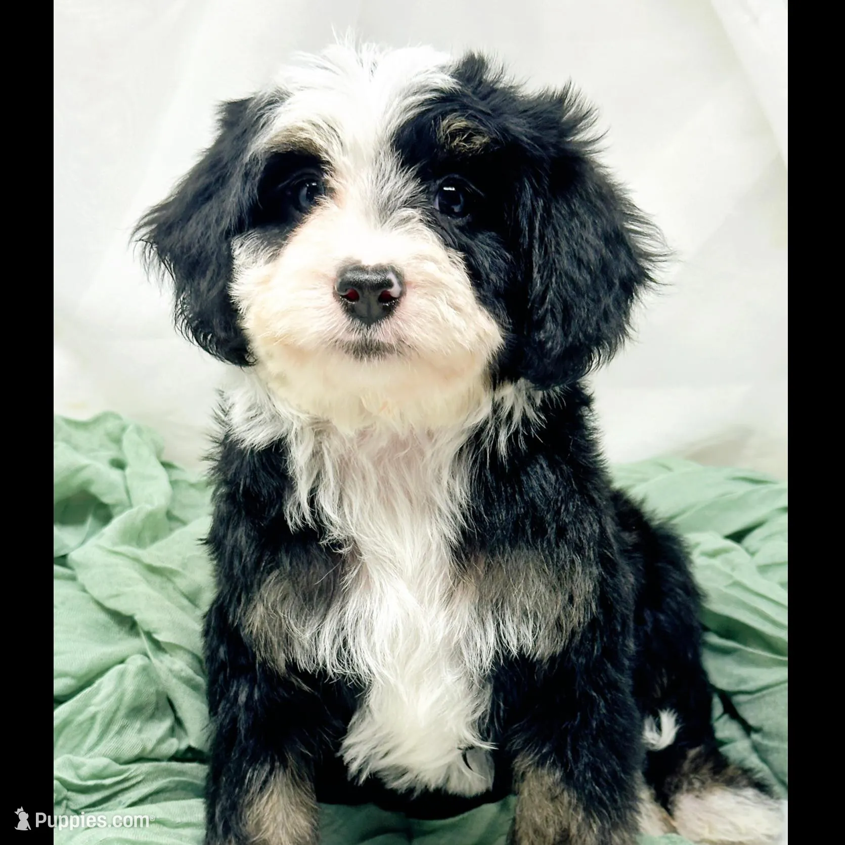 Brystol-PetiteOFAparents, a female Miniature Bernedoodle for sale in Candler, NC – Photo 1 of 5