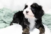 Brystol-PetiteOFAparents, a female Miniature Bernedoodle for sale in Candler, NC – Photo 3 of 5