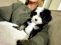 Brystol-PetiteOFAparents, a female Miniature Bernedoodle for sale in Candler, NC – Photo 5 of 5