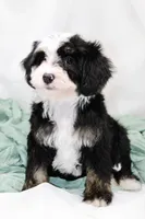 Brystol-PetiteOFAparents, a female Miniature Bernedoodle for sale in Candler, NC – Photo 4 of 5