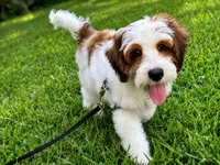 Toby-StartedTraining-MiniOrthopedic&GeneticParents, a male Golden Mountain Doodle for sale in Candler, NC – 2 of 7