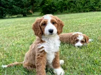 Lainey, a female Miniature Goldendoodle for sale in Candler, NC – 3 of 5