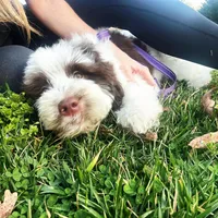 Kambri-AKC, a female Portuguese Water Dog for sale in Candler, NC – Photo 5 of 5