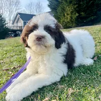 Kambri-AKC, a female Portuguese Water Dog for sale in Candler, NC – Photo 3 of 5