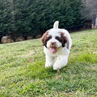 Kambri-AKC, a female Portuguese Water Dog for sale in Candler, NC – Photo 2 of 5