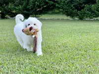 Summer-Petite-ParentsOFA&GenTesting, a female Miniature Bernedoodle for sale in Candler, NC – 5 of 6