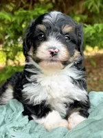 Willie, a male Miniature Bernedoodle for sale in Candler, NC – Photo 2 of 3