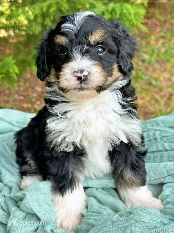 Willie – Miniature Bernedoodle puppy for sale in Candler, NC