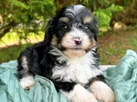 Willie, a male Miniature Bernedoodle for sale in Candler, NC – Photo 3 of 3