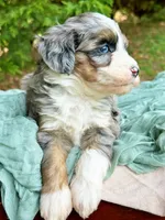 Wynter, a male Miniature Bernedoodle for sale in Candler, NC – Photo 2 of 2