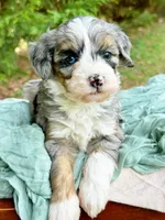 Wynter, a male Miniature Bernedoodle for sale in Candler, NC – Photo 1 of 2