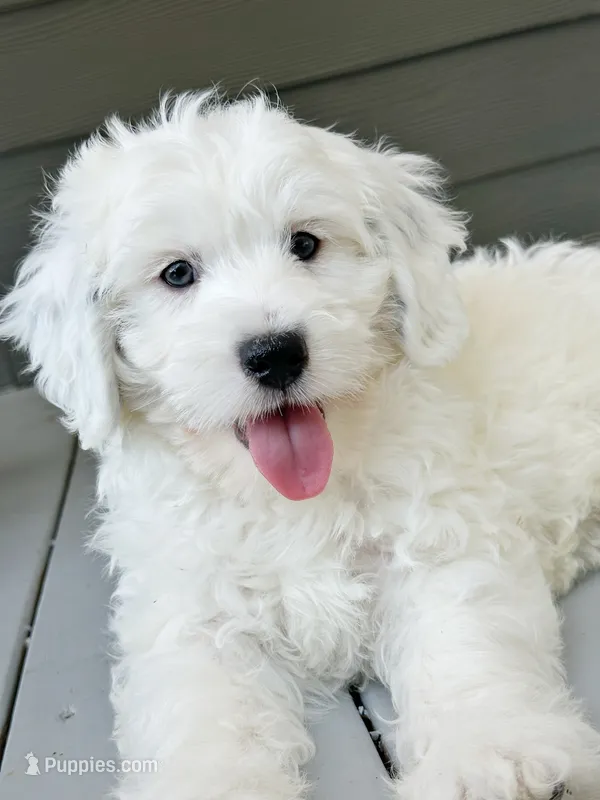 Lake-Mini/Petite – Miniature Bernedoodle puppy for sale in Candler, NC
