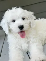 Lake-Mini/Petite, a male Miniature Bernedoodle for sale in Candler, NC – 1 of 5
