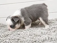 HUSKYFLUFFYTESTABLE, a male French Bulldog for sale in Candler, NC – 2 of 6