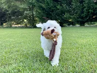 Summer-Petite-ParentsOFA&GenTesting, a female Miniature Bernedoodle for sale in Candler, NC – 4 of 6