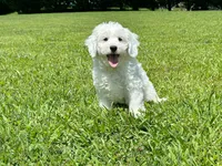 Lake-Mini/Petite, a male Miniature Bernedoodle for sale in Candler, NC – 4 of 5