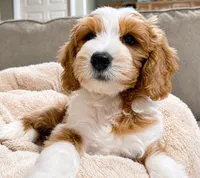 Cody, a male Miniature Goldendoodle for sale in Candler, NC – 5 of 6