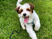 Toby-StartedTraining-MiniOrthopedic&GeneticParents, a male Golden Mountain Doodle for sale in Candler, NC – 5 of 7