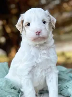 Sterling-MiniOFAparents, a male Miniature Goldendoodle for sale in Candler, NC – Photo 2 of 3