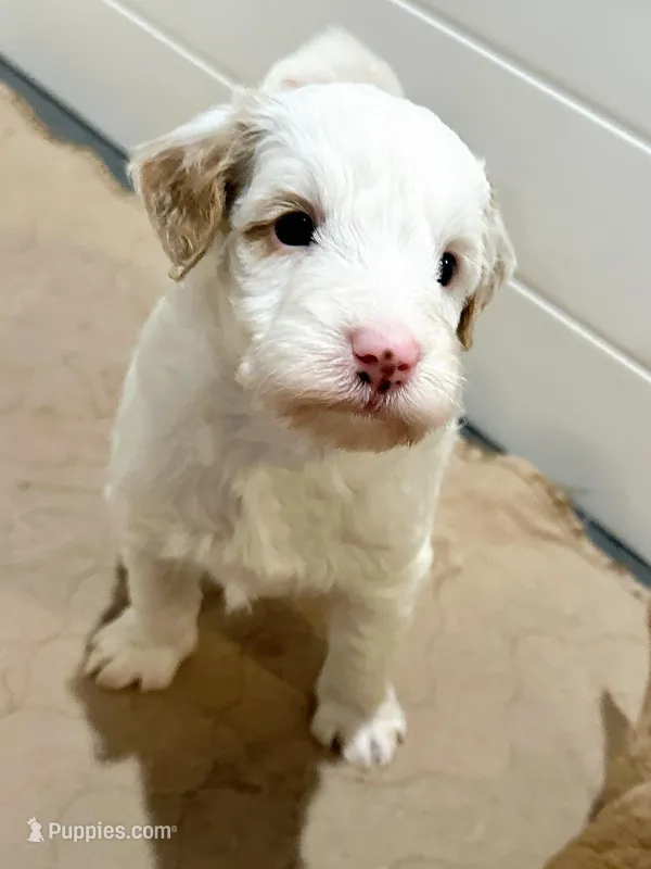 Sterling-MiniOFAparents – Miniature Goldendoodle puppy for sale in Candler, NC