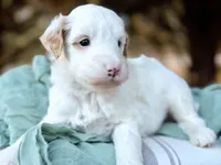 Sterling-MiniOFAparents, a male Miniature Goldendoodle for sale in Candler, NC – Photo 3 of 3