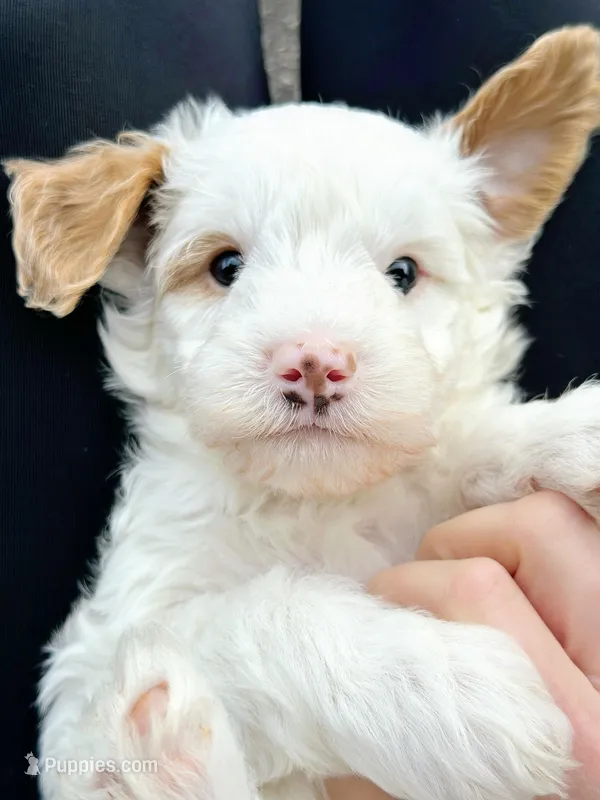 Sterling-MiniOFAparents – Miniature Goldendoodle puppy for sale in Candler, NC