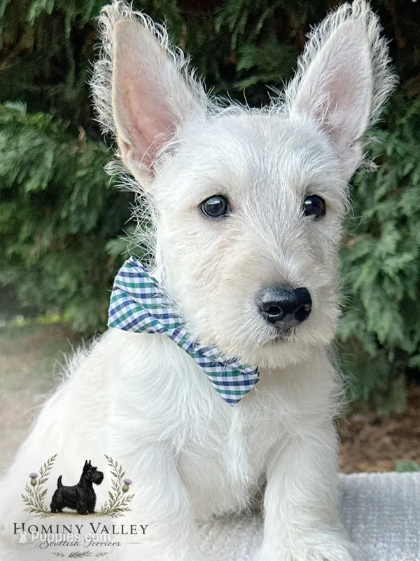 Lennox (wheaten) – Scottish Terrier puppy for sale in Candler, NC