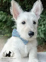 Lennox (wheaten), a male Scottish Terrier for sale in Candler, NC – 1 of 4