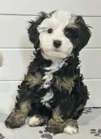 Tiki, a male Miniature Bernedoodle for sale in Candler, NC – 3 of 5