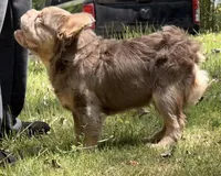 Bowzer-NewShade&TanBigRopeFluffy, a male French Bulldog for sale in Candler, NC – 2 of 3