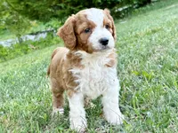 Wallen, a male Miniature Goldendoodle for sale in Candler, NC – 2 of 4